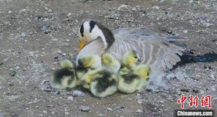 圖為斑頭雁母親和孩子們在一起。　綠色江河 供圖