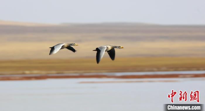 圖為飛翔的斑頭雁。　綠色江河 供圖