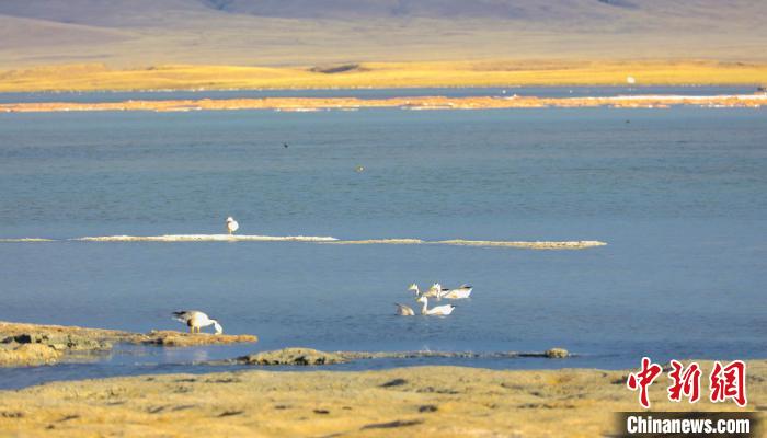 圖為斑頭雁在班德湖中休憩?！【G色江河 供圖