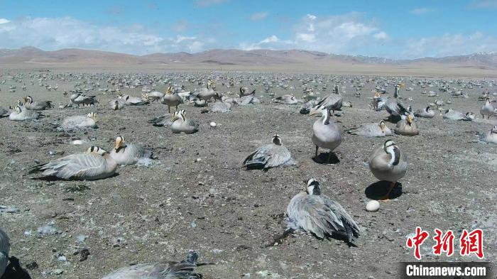 圖為斑頭雁在空地上孵蛋?！【G色江河 供圖