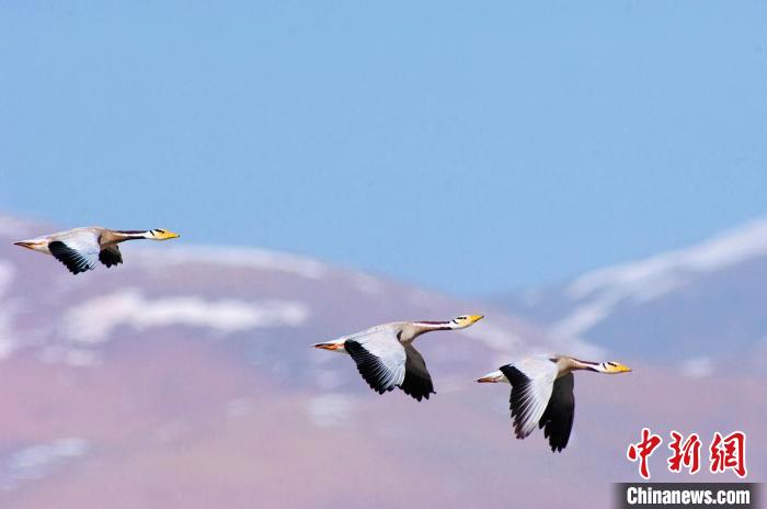 圖為斑頭雁在空中飛行?！【G色江河 供圖