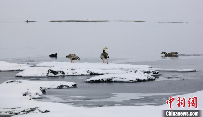 圖為斑頭雁在班德湖邊嬉戲?！【G色江河 供圖