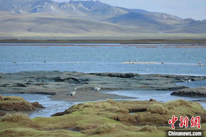 圖為斑頭雁在班德湖中覓食?！【G色江河 供圖
