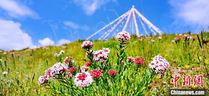 圖為草原一角?！?韓麗 　攝