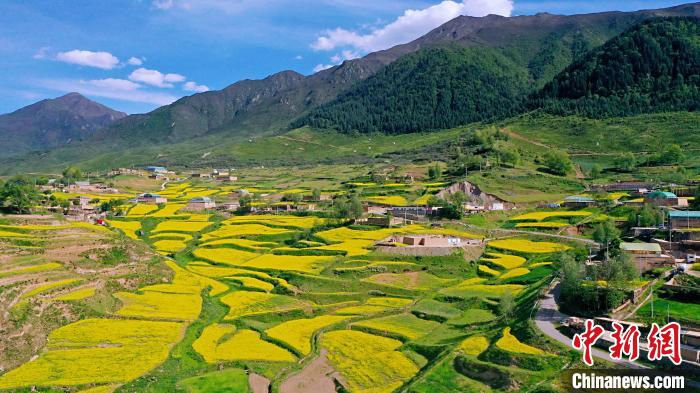 圖為加吾鄉(xiāng)的油菜花?！￡P(guān)卻才讓 攝