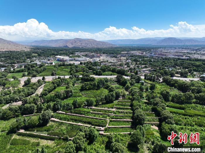 航拍貴德縣黃河岸畔綠意盎然?！●R銘言 攝