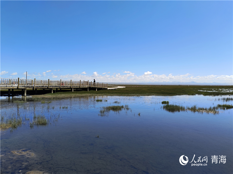青海湖仙女灣。人民網(wǎng) 張莉萍攝