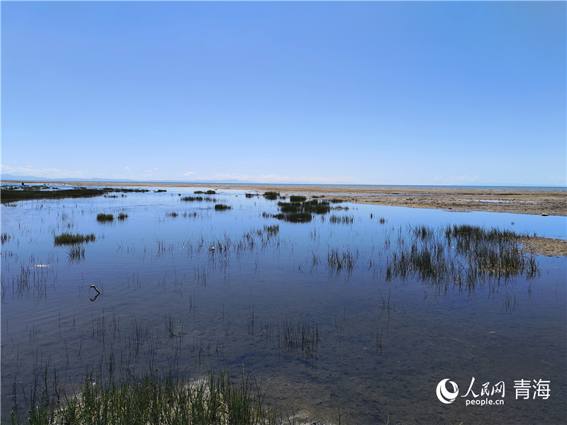   青海湖仙女灣。人民網(wǎng) 張莉萍攝