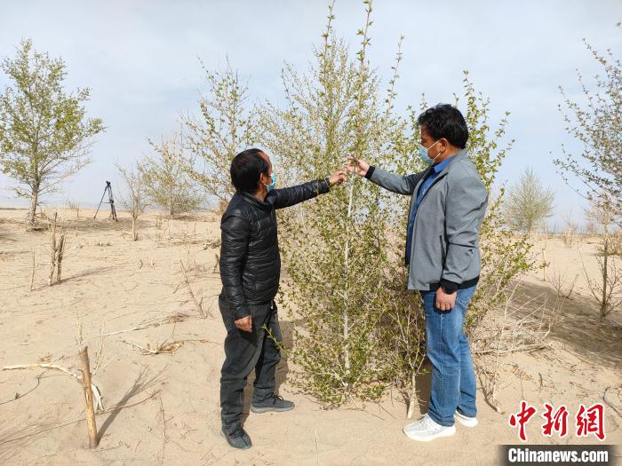 柴達(dá)木盆地的護(hù)林員：守護(hù)，只為那一片綠