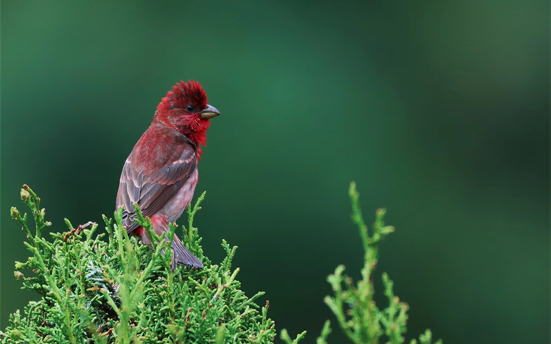 普通朱雀。江文江措攝
