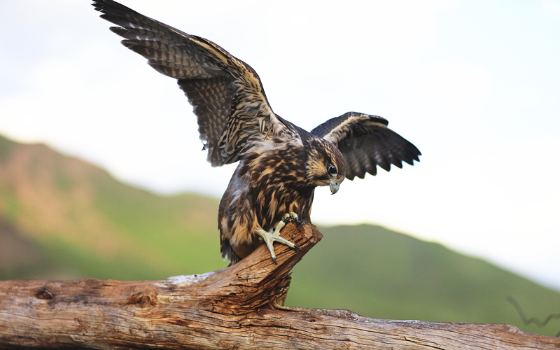 獵隼。江文江措攝