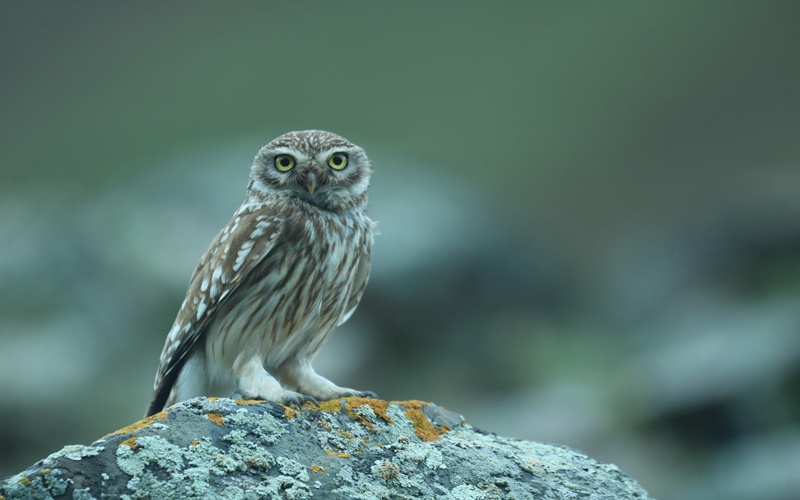 縱紋腹小鸮。江文江措攝