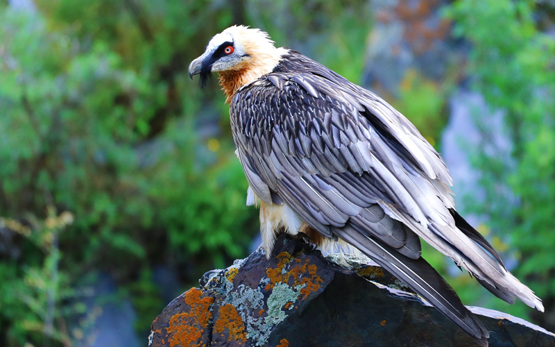 胡兀鷲。江文江措攝