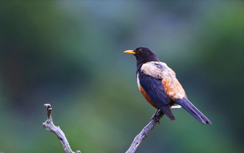 棕背黑頭鶇。江文江措攝