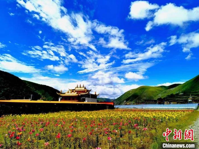 近百畝百合花競相開放，景色誘人。　壤塘縣委宣傳部供圖