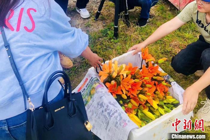 村民采摘百合花?！∪捞量h委宣傳部供圖