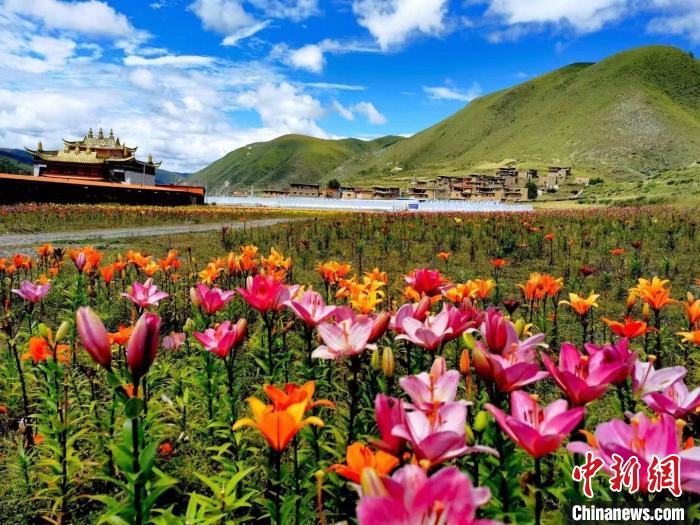近百畝百合花競相開放，景色誘人。　壤塘縣委宣傳部供圖