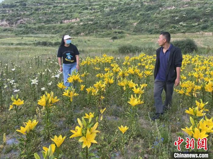 村民采摘百合花?！∪捞量h委宣傳部供圖