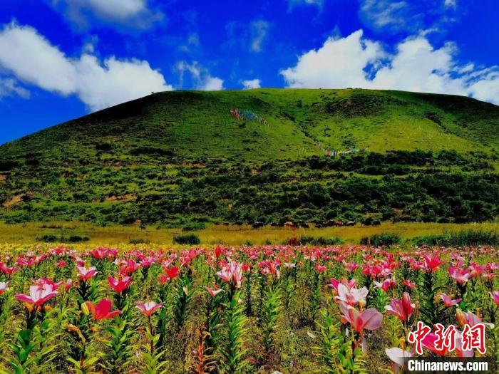 近百畝百合花競相開放，景色誘人?！∪捞量h委宣傳部供圖