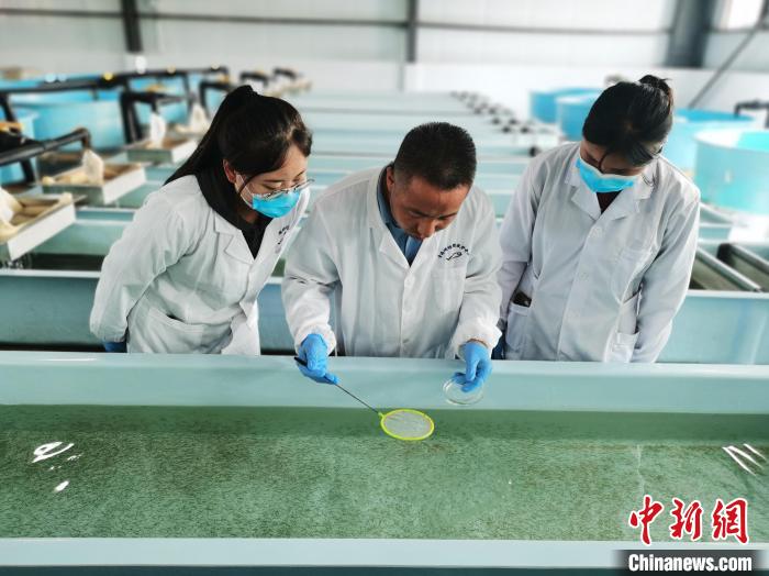 圖為工作人員檢查魚苗?！?zhí)砀?攝