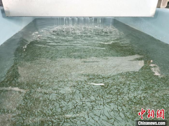 圖為正在育苗?！?zhí)砀?攝