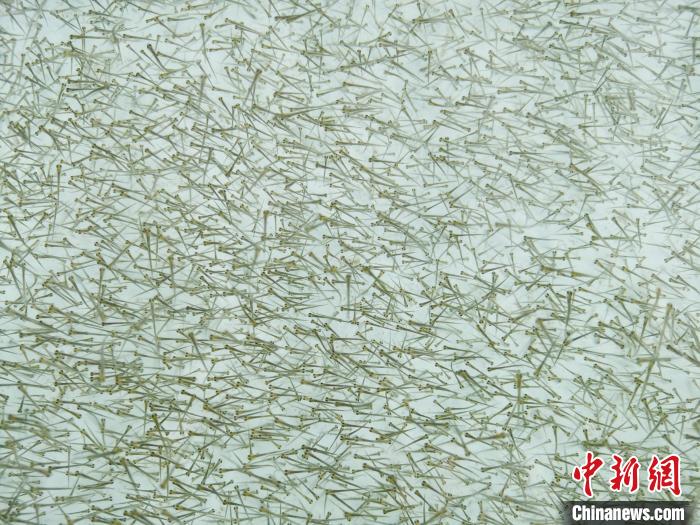 圖為密集培育的魚苗?！?zhí)砀?攝