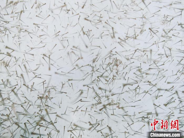 圖為魚苗?！?zhí)砀?攝