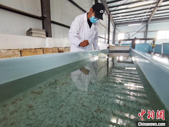 圖為工作人員檢查魚苗。　張?zhí)砀?攝