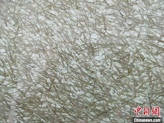 圖為密集分布的魚苗?！?zhí)砀?攝