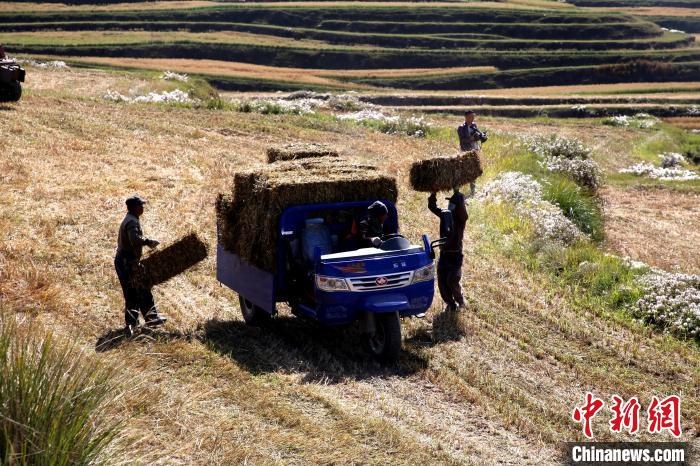 圖為飼草晾曬、打捆?！●R芝芬 攝
