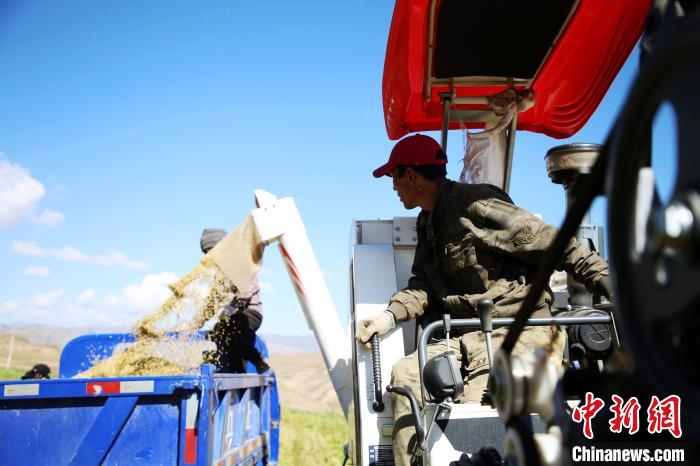 圖為飼草收割?！●R芝芬 攝