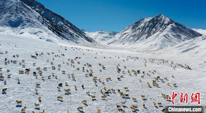圖為羊群在雪地里覓食?！《继m縣融媒體中心供圖