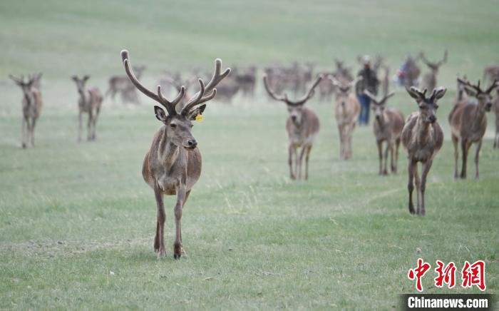 2022年夏日時節(jié)，甘肅張掖市肅南縣祁連山下的馬鹿養(yǎng)殖基地。(資料圖) 楊艷敏 攝