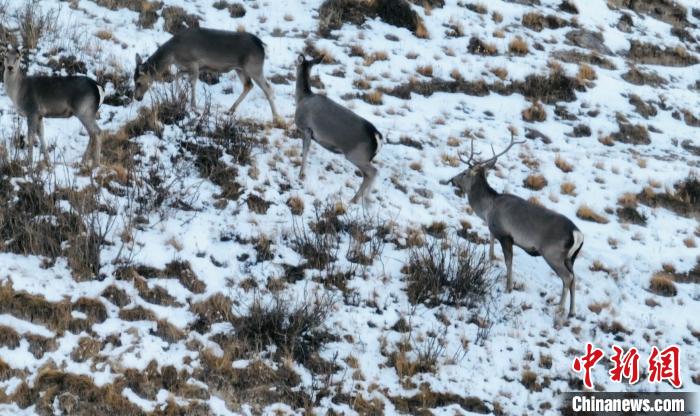 圖為巖羊和馬鹿集體覓食?！《继m縣融媒體中心 供圖