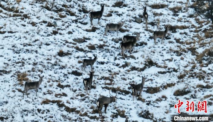 圖為巖羊和馬鹿集體覓食?！《继m縣融媒體中心 供圖