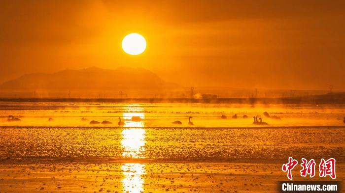 圖為天鵝群在湖中休憩。　何啟金 攝