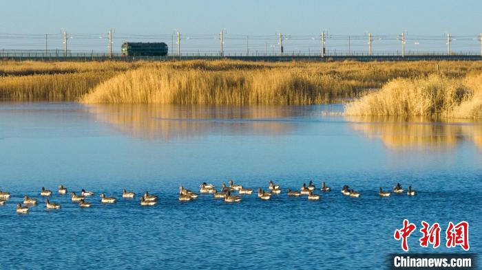 圖為多種野生鳥類在湖中游蕩?！『螁⒔?攝