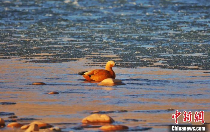圖為赤麻鴨自在游曳?！“兹斩〔冀?攝