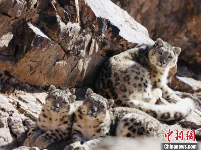 青海都蘭：雪豹、兔猻等多種珍稀野生動物亮相
