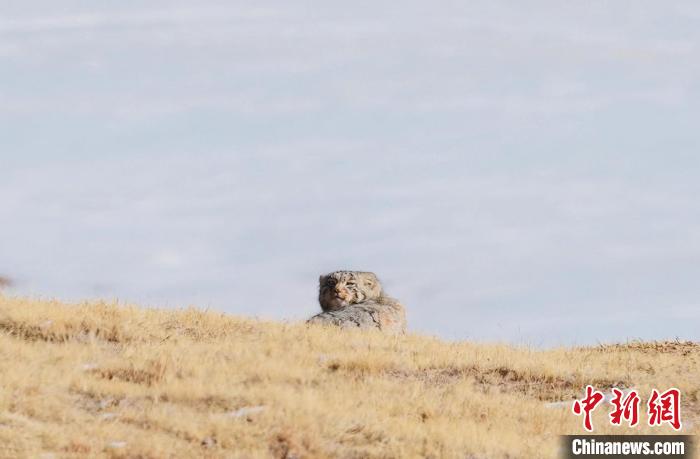 圖為回頭張望的兔猻?！±?攝