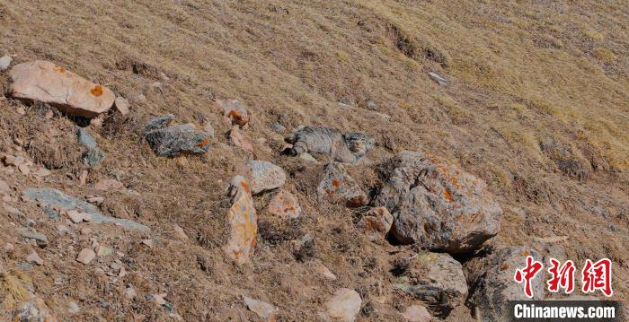 圖為兔猻?！±?攝