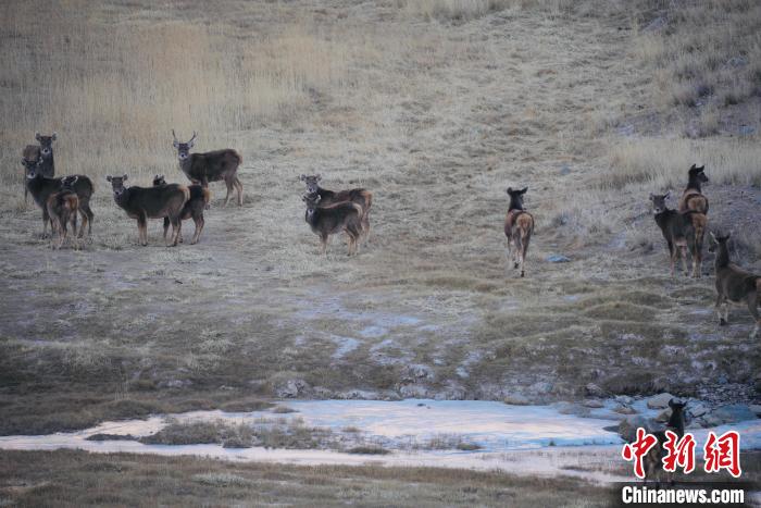圖為都蘭縣境內的野生動物?！±?攝