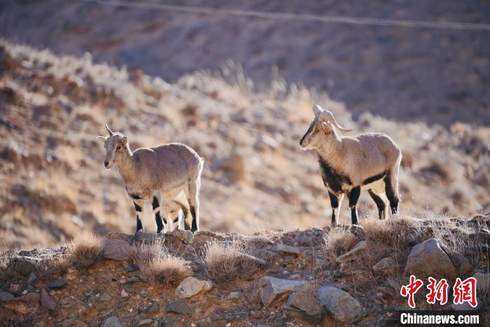 圖為都蘭縣境內的野生動物?！±?攝