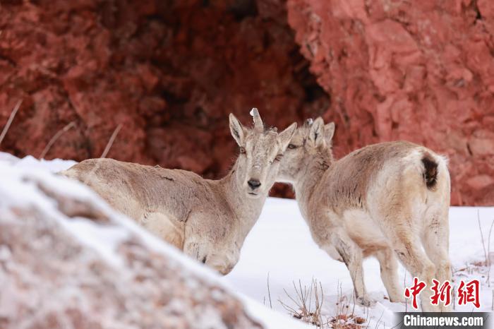 圖為在雪中悠然自得的巖羊?！“兹斩〔冀?攝