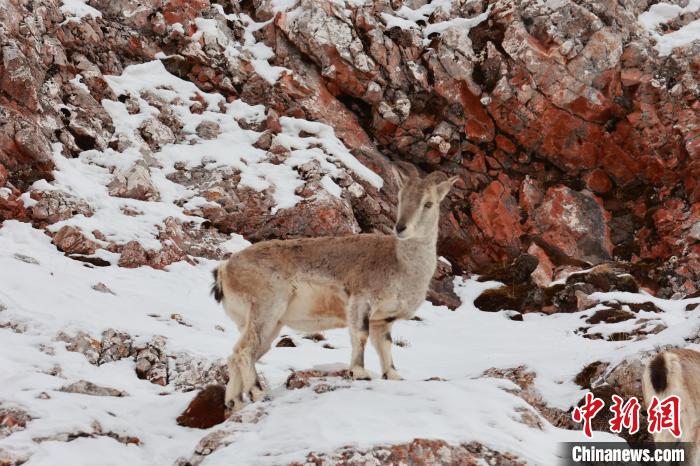 圖為在雪中悠然自得的巖羊?！“兹斩〔冀?攝