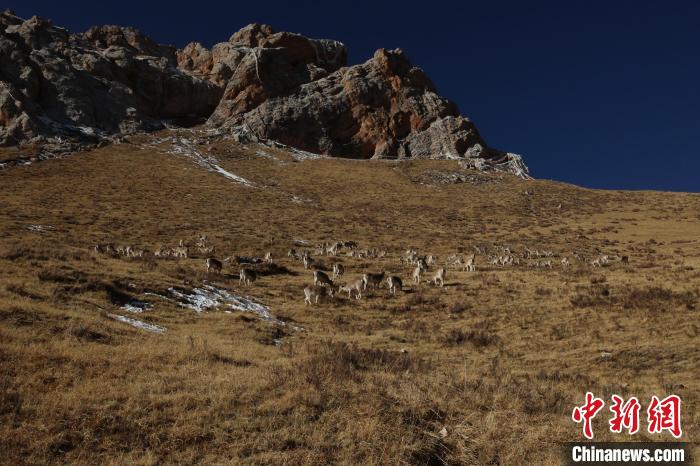 圖為巖羊群?！“兹斩〔冀?攝