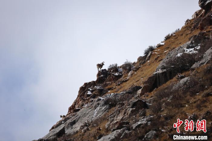 圖為在山崖上站立的巖羊?！“兹斩〔冀?攝