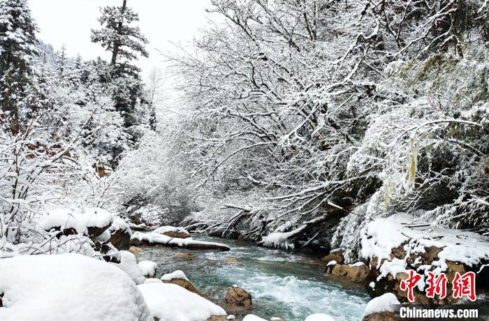 大熊貓國(guó)家公園王朗片區(qū)春雪如畫，宛若仙境?！×_春平 攝