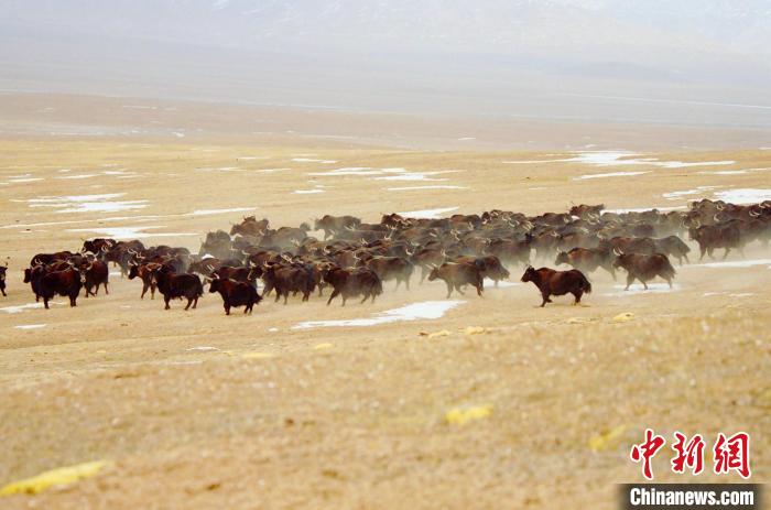 圖為青海省治多縣索加鄉(xiāng)的牛群。(資料圖) 治多縣委宣傳部 供圖