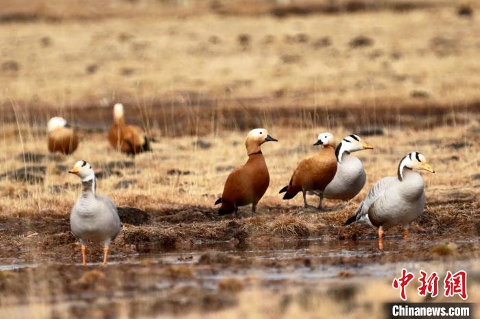 圖為斑頭雁和赤麻鴨?！“?攝